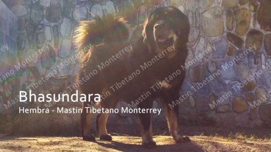 Bhasundara Hembra Mastin Tibetano Monterrey