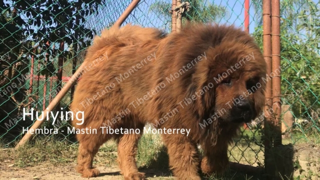 huiying-hembra-mastint-tibetano-monterrey