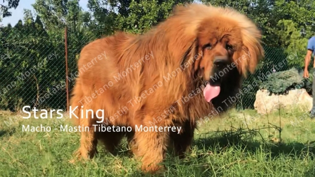 stars-king_macho-mastint-tibetano-monterrey