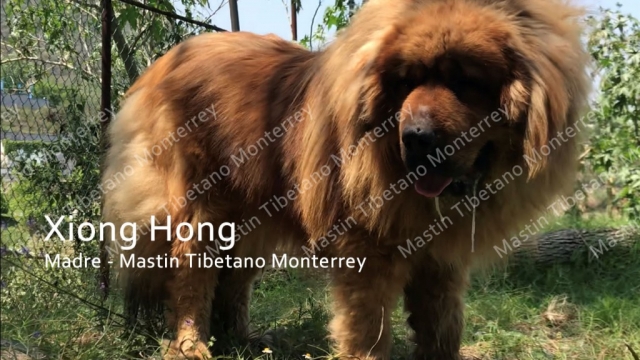 Xiong Hong Mastin Tibetano Monterrey