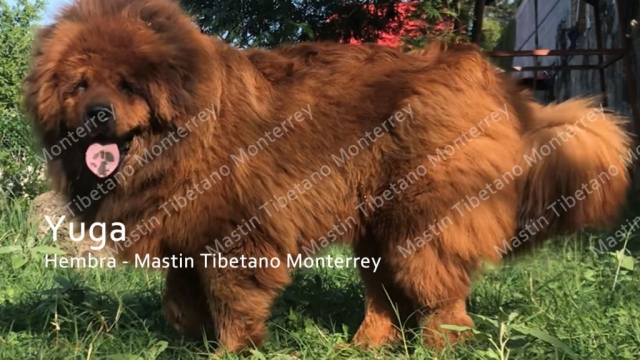 yuga-hembra-mastint-tibetano-monterrey